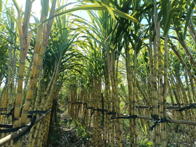 乡村一景：甘蔗园里风光美