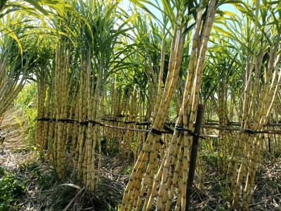 乡村一景：甘蔗园里风光美