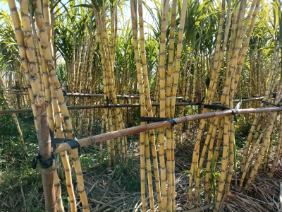 乡村一景：甘蔗园里风光美