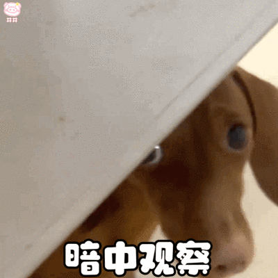 腊肠狗表情包动图
可爱的表情包