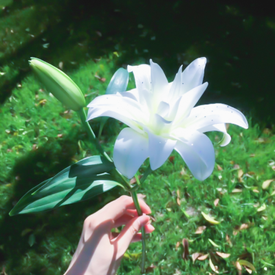 我们将在另一个春天靠岸