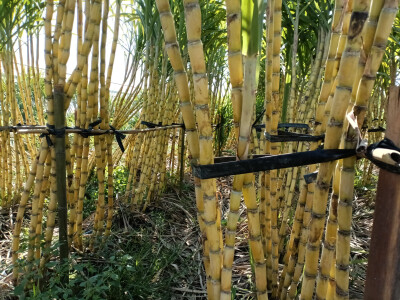 乡村一景：甘蔗园里风光美