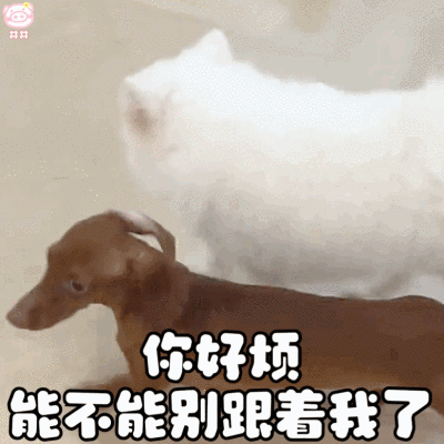 腊肠狗表情包动图
可爱的表情包