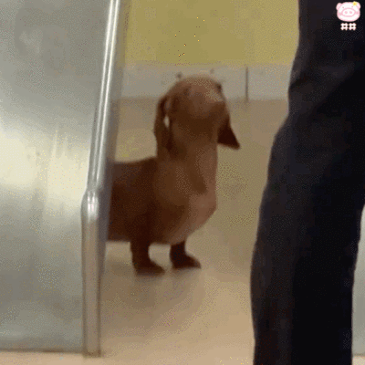 腊肠狗表情包动图
可爱的表情包