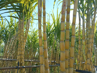 乡村一景：甘蔗园里风光美