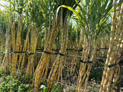 乡村一景：甘蔗园里风光美