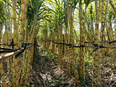 乡村一景：甘蔗园里风光美