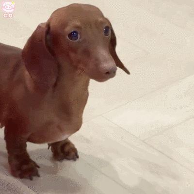 腊肠狗表情包动图
可爱的表情包