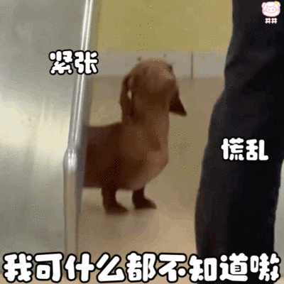 腊肠狗表情包动图
可爱的表情包