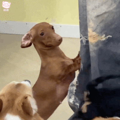 腊肠狗表情包动图
可爱的表情包