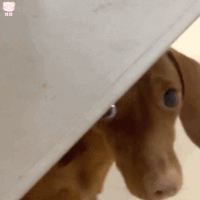 腊肠狗表情包动图
可爱的表情包