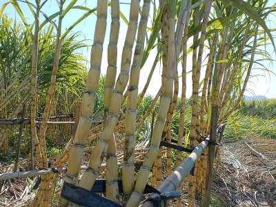 乡村一景：甘蔗园里风光美