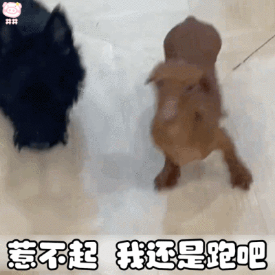 腊肠狗表情包动图
可爱的表情包