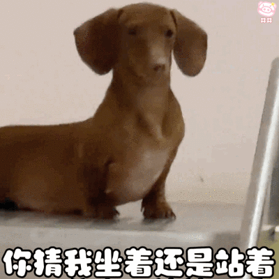 腊肠狗表情包动图
可爱的表情包