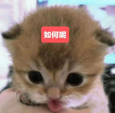猫猫表情包