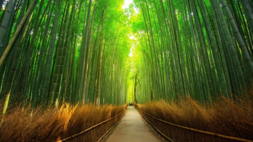 Photo by 壁纸迷
