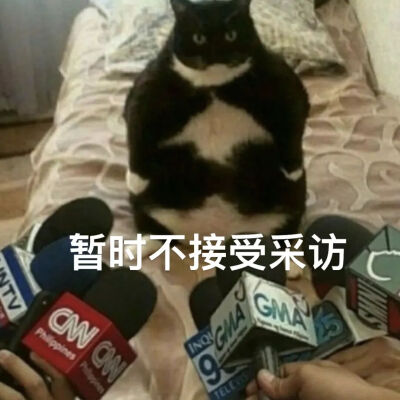 猫猫表情包