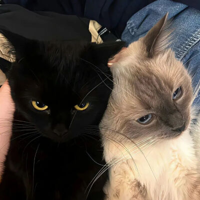 我是不会放弃收集这种图片的