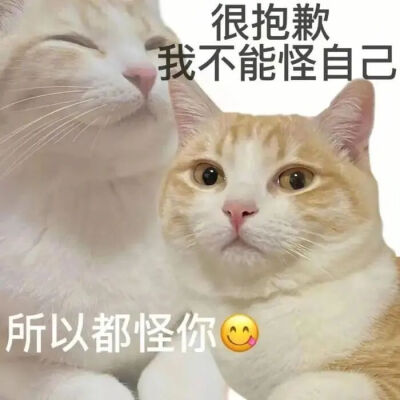 猫猫表情包