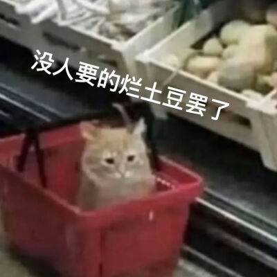 猫猫表情包