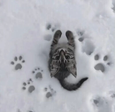 我是不会放弃收集这种图片的