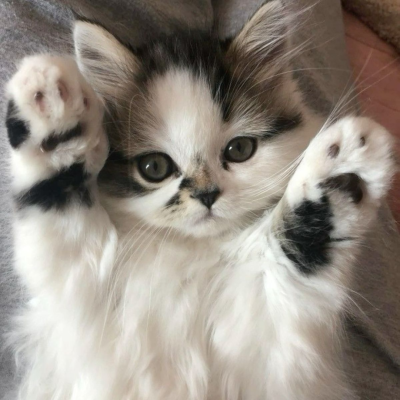 我是不会放弃收集这种图片的