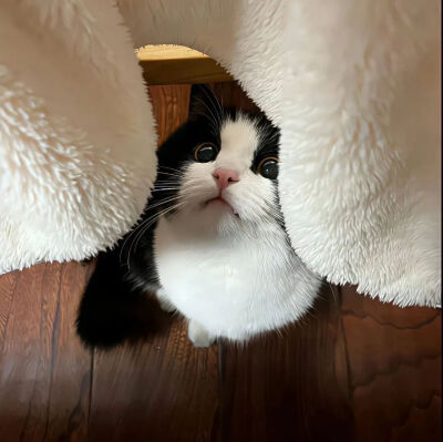 我是不会放弃收集这种图片的