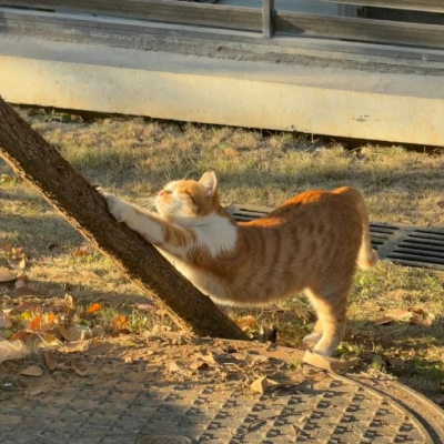 我是不会放弃收集这种图片的