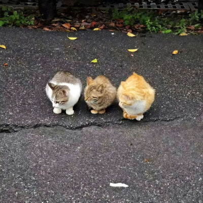 我是不会放弃收集这种图片的