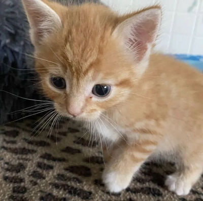 我是不会放弃收集这种图片的