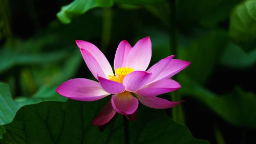 Photo by 壁纸迷