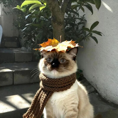 我是不会放弃收集这种图片的