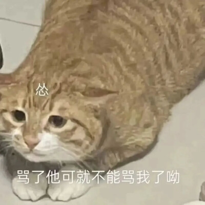 猫猫表情包