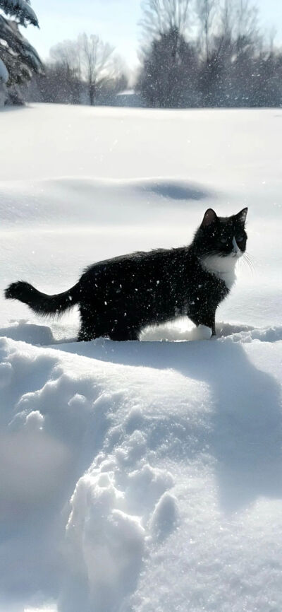 我是不会放弃收集这种图片的