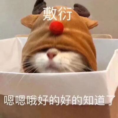 猫猫表情包
