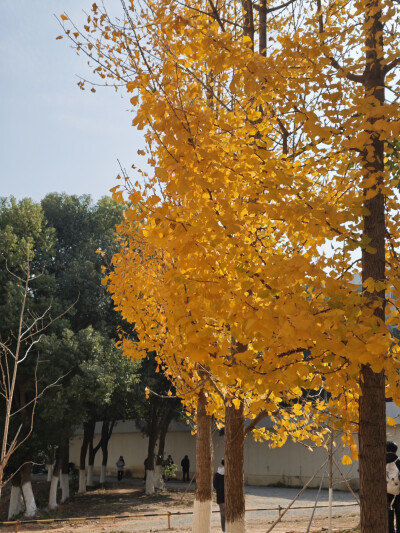 银杏树