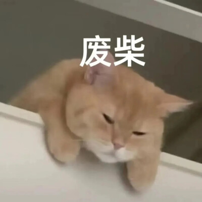 猫猫表情包