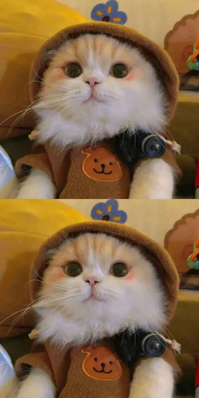 我是不会放弃收集这种图片的