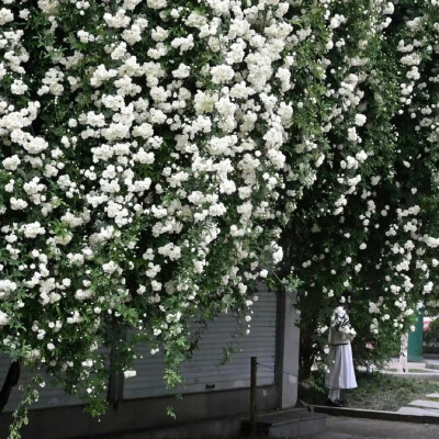 女生头像背景图搭配