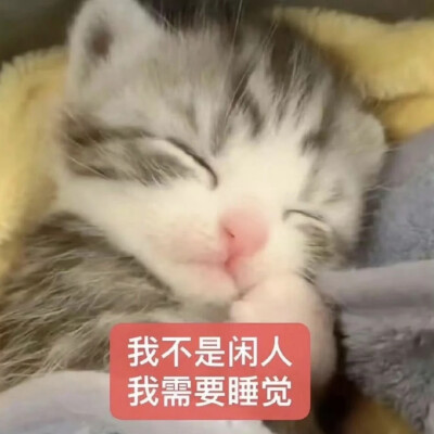 猫猫表情包