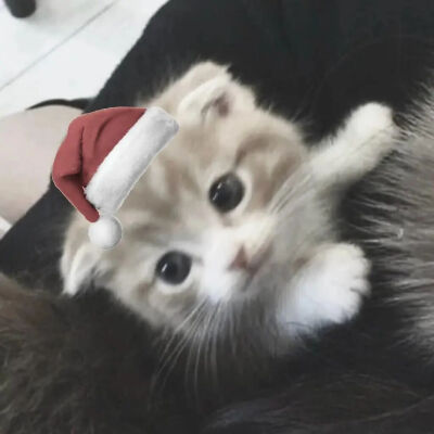 我是不会放弃收集这种图片的