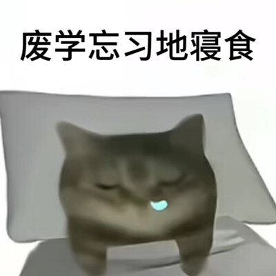 猫猫表情包