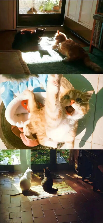 我是不会放弃收集这种图片的