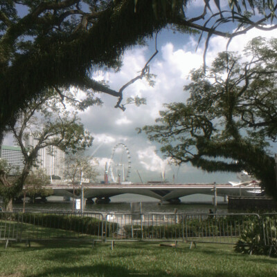 Le dicton:恐驚枝上雀 卻道樹常青