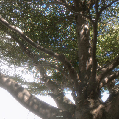 Le dicton:恐驚枝上雀 卻道樹常青