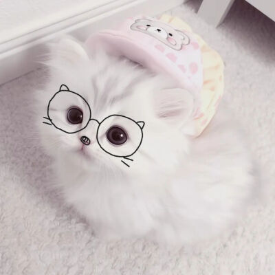 可爱猫咪头像