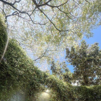 Le dicton:恐驚枝上雀 卻道樹常青