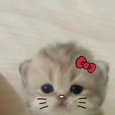 可爱猫咪头像
