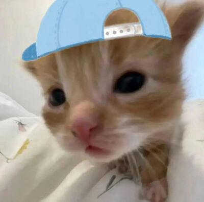 可爱猫咪头像