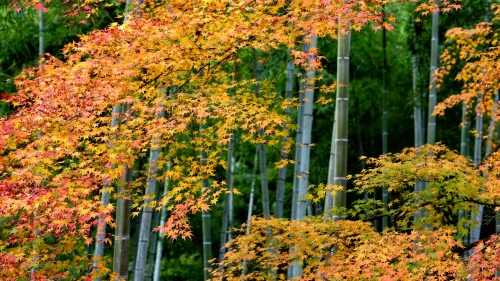 Photo by 壁纸迷